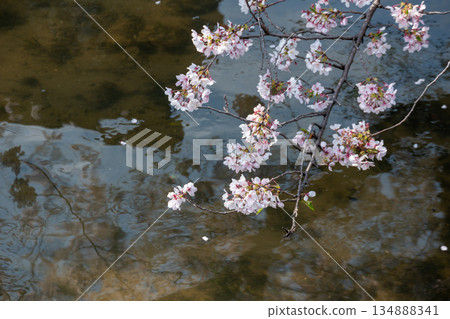 Cherry blossoms blooming on the waterside Cherry blossoms blooming on the waterside 134888341