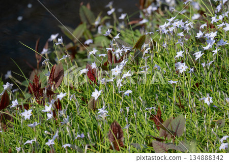 Green meadow with white flowers Green meadow with white flowers 134888342