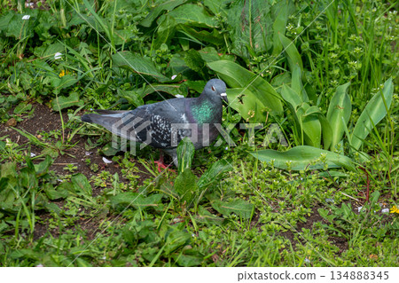 Pigeons in the grass 134888345