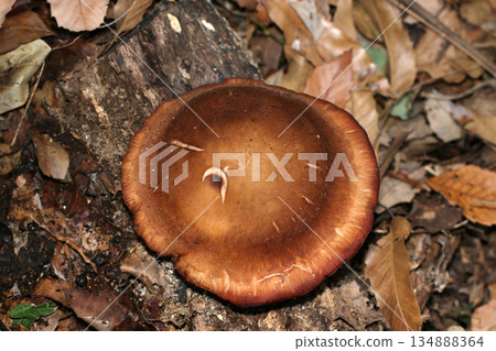 一朵肥碩的野生香菇，直徑約20厘米，長得像兒童帽那麼大（野生蘑菇的微距攝影） 134888364