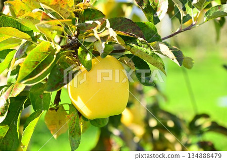 Haruka Apple Orchard 134888479