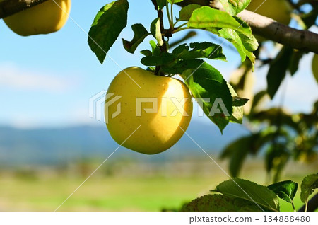 遙蘋果園 遙蘋果園 134888480