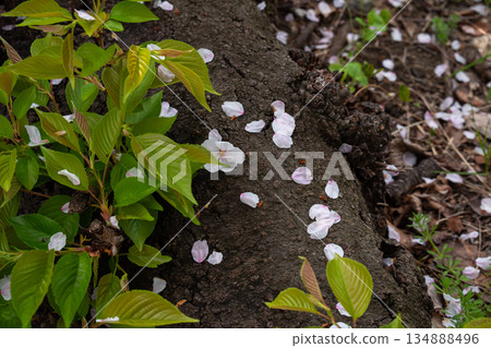 Cherry blossom petals scattered on the ground Cherry blossom petals scattered on the ground 134888496