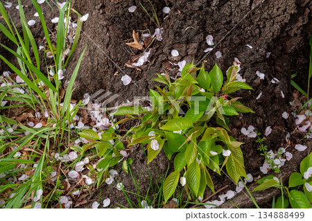 Cherry blossom petals at the base of a tree 134888499