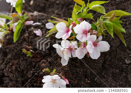 Cherry blossoms blooming on the bark 134888501