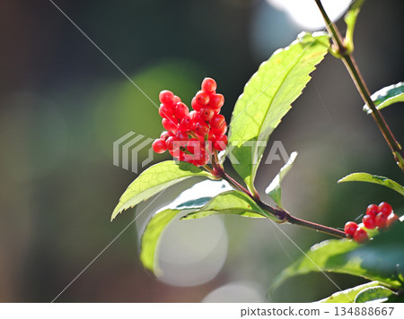 五彩繽紛的中國燈籠 134888667