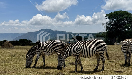 兩隻斑馬在吃草。白天,以野生動物園風格的自然背景為襯托。 兩隻斑馬在吃草。白天,以野生動物園風格的自然背景為襯托。 134888674