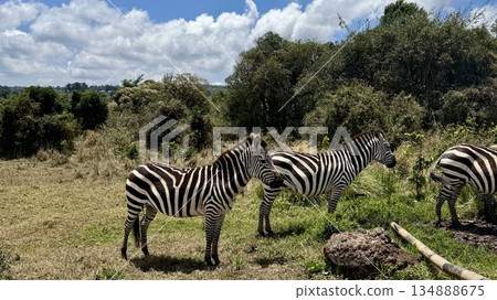 兩隻斑馬並肩站在野外——白天的野生動物園風格自然背景 兩隻斑馬並肩站在野外——白天的野生動物園風格自然背景 134888675