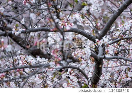 A small bird perched on a cherry tree 134888748