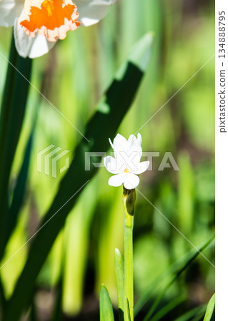 Daffodils blooming under the bright sunlight at Kew Gardens on the outskirts of London 134888795