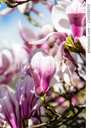 White and pale purple magnolias under bright sunlight at Kew Gardens on the outskirts of London White and pale purple magnolias under bright sunlight at Kew Gardens on the outskirts of London 134888858
