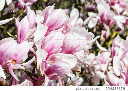 倫敦郊區邱園,陽光明媚,白色和淡紫色的玉蘭花盛開。 倫敦郊區邱園,陽光明媚,白色和淡紫色的玉蘭花盛開。 134888859