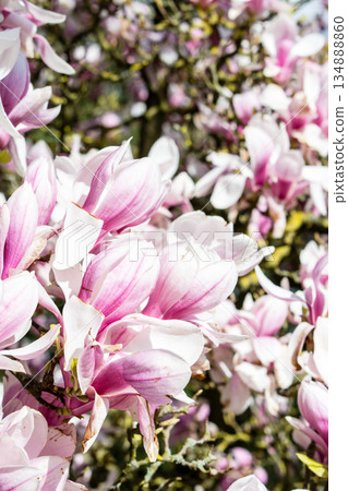 White and pale purple magnolias under bright sunlight at Kew Gardens on the outskirts of London 134888860