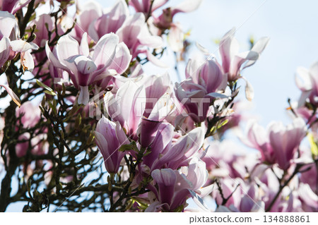 White and pale purple magnolias under bright sunlight at Kew Gardens on the outskirts of London 134888861