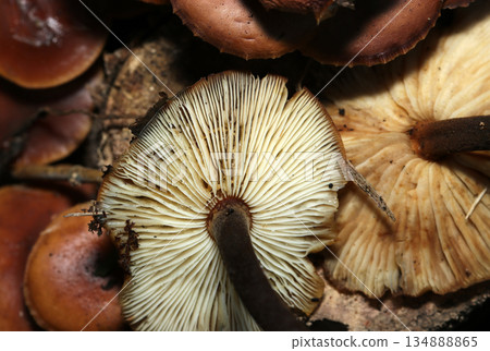 Colorful and lustrous natural Enoki mushrooms growing in clusters on a rotting tree stump (macro photography of natural fungi and mushrooms) Colorful and lustrous natural Enoki mushrooms growing in clusters on a rotting tree stump (macro photography of natural fungi and mushrooms) 134888865