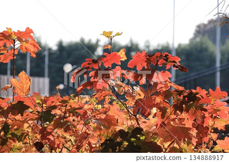 Autumn leaves 134888917