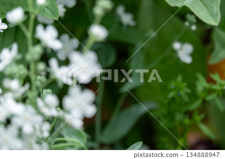 一種開白花、葉綠葉的植物 134888947