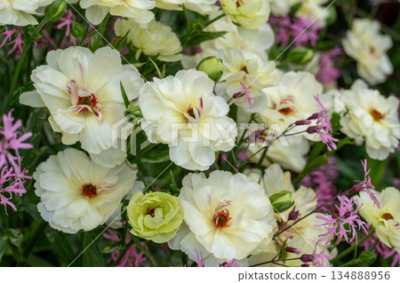 毛茛花園 毛茛花園 134888956