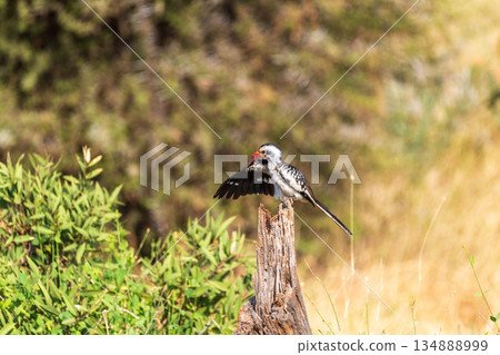 Red-billed hornbil in Samburu national park Red-billed hornbil in Samburu national park 134888999