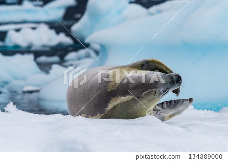 Crabeater Seal resting on a sheet of ice Crabeater Seal resting on a sheet of ice 134889000