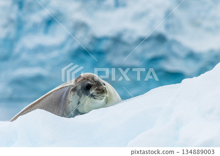 Close-up of a Weddell seal 134889003