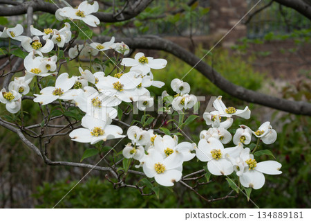 White dogwood flowers White dogwood flowers 134889181