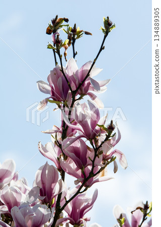 倫敦郊區邱園，陽光明媚，白色和淡紫色的玉蘭花盛開。 134889305