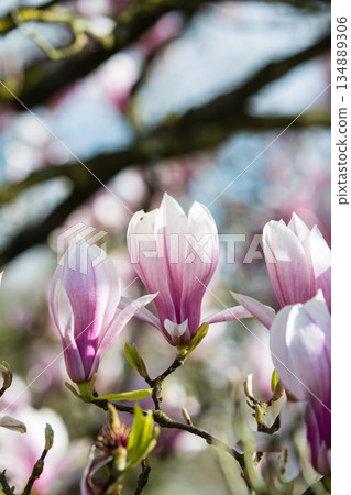 White and pale purple magnolias under bright sunlight at Kew Gardens on the outskirts of London White and pale purple magnolias under bright sunlight at Kew Gardens on the outskirts of London 134889306