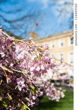 Small pale purple flowers resembling cherry blossoms under bright sunlight and a brick building visible in the distance at Kew Gardens Small pale purple flowers resembling cherry blossoms under bright sunlight and a brick building visible in the distance at Kew Gardens 134889389