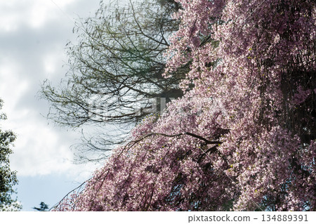 在倫敦郊區的邱園，陽光明媚下，盛開著形狀像櫻花的淡紫色小花。 134889391