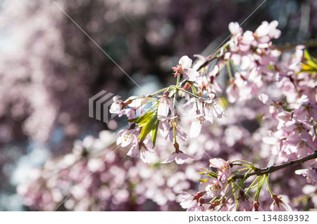 在倫敦郊區的邱園，陽光明媚下，盛開著形狀像櫻花的淡紫色小花。 134889392