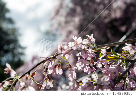 Small pale purple flowers resembling cherry blossoms under bright sunlight at Kew Gardens in the suburbs of London 134889393
