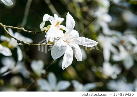 A flower with its pure white petals spread wide in the bright sunlight at Kew Gardens in the suburbs of London 134889420