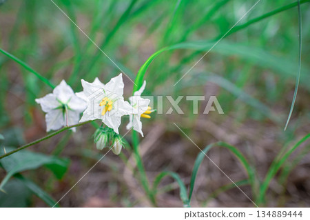 華納索比 134889444