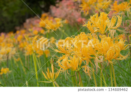 Yellow cluster amaryllis and autumn colors 134889462