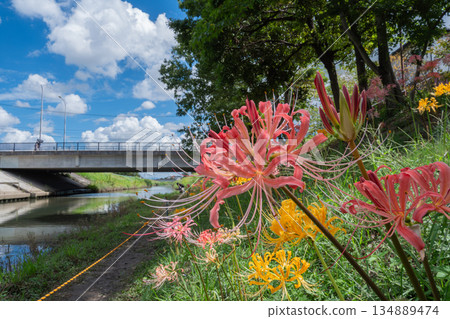 Cluster amaryllis blooming near the bridge and blue sky Cluster amaryllis blooming near the bridge and blue sky 134889474
