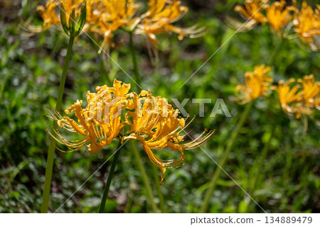 Yellow spider lilies shining in the sunlight 134889479