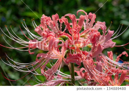 Pale pink spider lilies bathed in sunlight Pale pink spider lilies bathed in sunlight 134889480