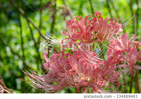 Pale pink spider lilies that stand out against the greenery Pale pink spider lilies that stand out against the greenery 134889481