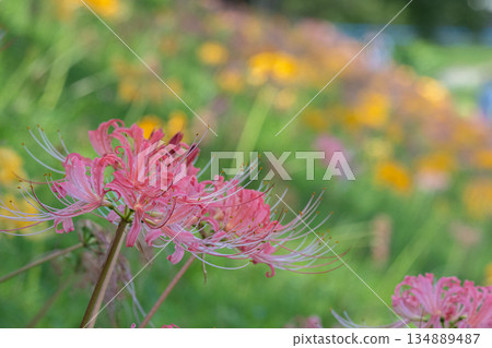 Pale pink spider lilies and colorful flower fields 134889487