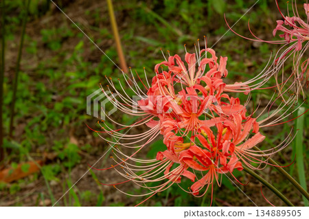 關閉紅色群孤挺花 關閉紅色群孤挺花 134889505