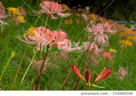 Clusters of blooming red spider lilies and flower fields Clusters of blooming red spider lilies and flower fields 134889506