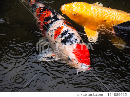Elegant swimming carp 134889615