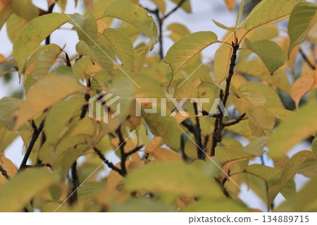 河津櫻樹的秋葉 134889715