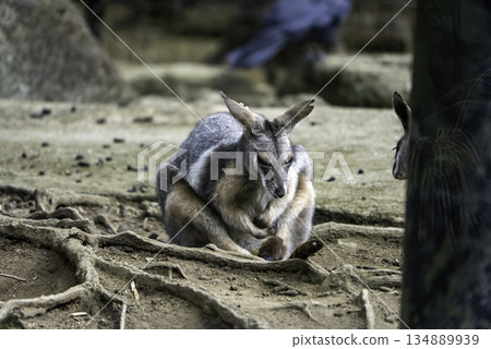 Wallaby sitting cross-legged Wallaby sitting cross-legged 134889939