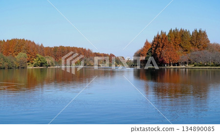 Autumn leaves from Mizumoto Park to Misato Park 134890085