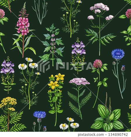 Medicinal wildflowers and herbs seamless pattern. Hand drawn blooming chamomile, yarrow, tansy, plantain, cornflower, valerian wild healing plants watercolor illustration elements on dark background 134890742