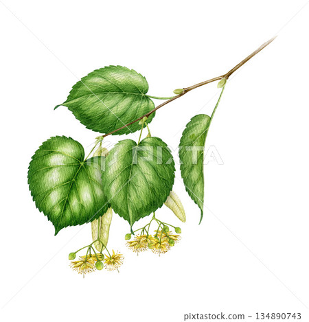 Lime tree blooming branch with green leaves and flowers watercolor vintage style illustration. Hand drawn spring time linden tree twig close up botanical element isolated on white background Lime tree blooming branch with green leaves and flowers watercolor vintage style illustration. Hand drawn spring time linden tree twig close up botanical element isolated on white background 134890743