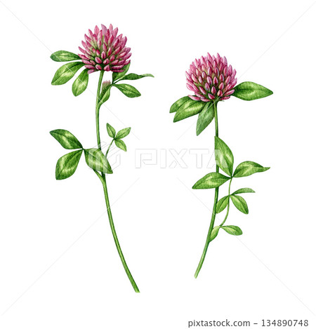 Red clover herb set watercolor illustration. Hand drawn trifolium pratense medicinal plant vintage style botanical image. Blooming red clover stems meadow wildflower isolated on white background 134890748