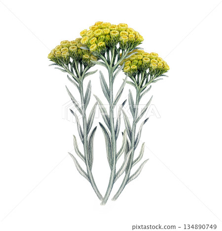 Helichrysum plant watercolor botanical illustration. Hand drawn medicinal wildflower herb. Helichrysum arenarium herbal medicine, homeopathy treatment natural element isolated on white background Helichrysum plant watercolor botanical illustration. Hand drawn medicinal wildflower herb. Helichrysum arenarium herbal medicine, homeopathy treatment natural element isolated on white background 134890749